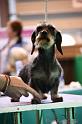 Crufts2011_2 1226